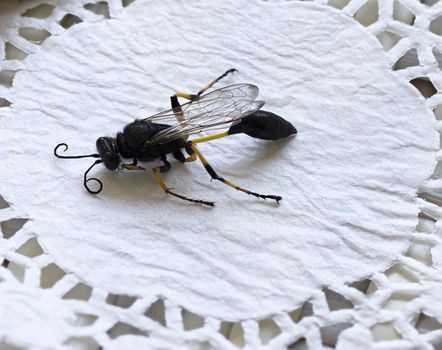 close-up of a wasp with a thin waist and folded wings