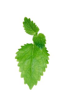 Green mint leaves isolated on white background with clipping path