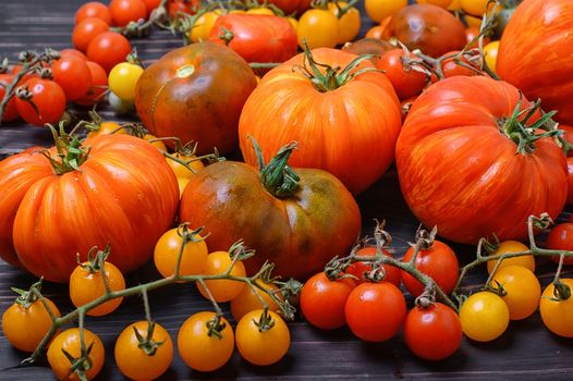 Tomatoes of different varieties plucked from the garden