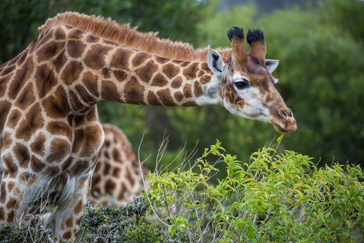 Giraffe with long neck snacking on green leaves