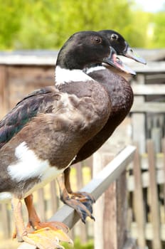 Beautiful two brown duck bird in nature