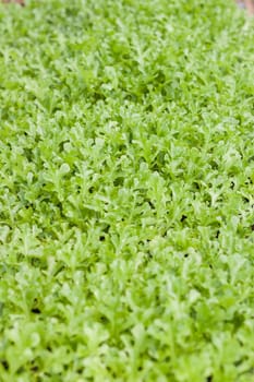 Young green oak in organic farm, stock photo