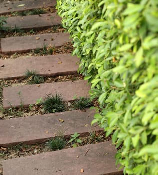 Stone path in the garden with tree