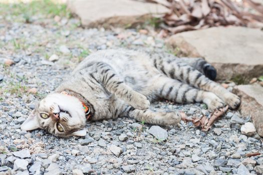 Thai cat laying down with relax post, stock photo