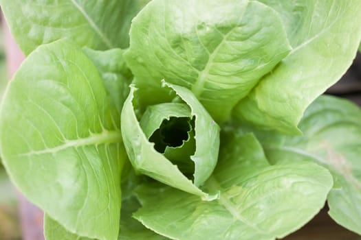 Close up Green Butter Head in organic farm, stock photo