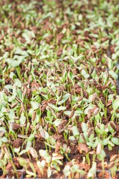 Sunflower seeds sprout in organic farm, stock photo