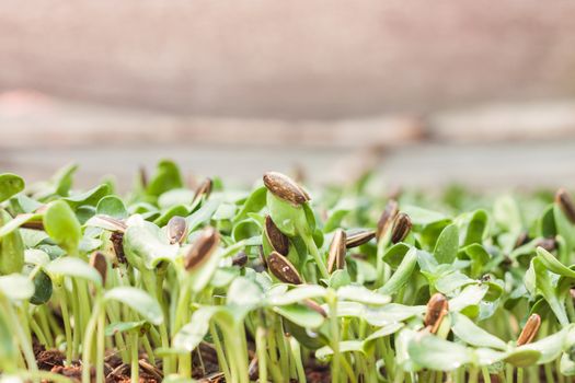 Sunflower seeds sprout in organic farm, stock photo