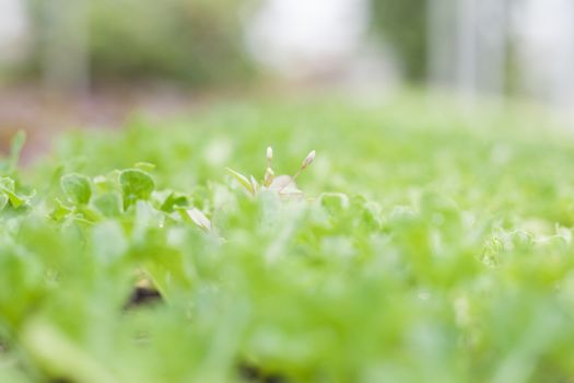 Young green plant in organic farm, stock photo