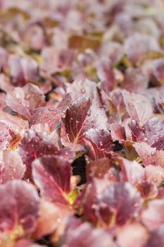 Young red coral salad plant in organic farm, stock photo