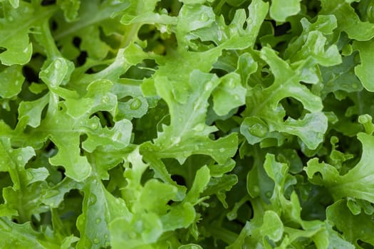 Young green oak in organic farm, stock photo