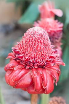 Closeup red torch ginger flower, stock photo