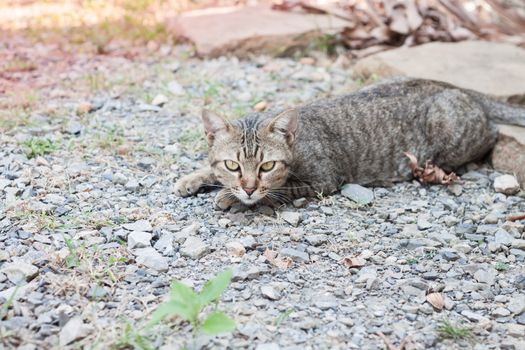 Thai cat laying down with relax post, stock photo