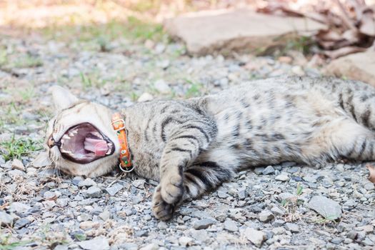 Thai cat yawning with relax post, stock photo