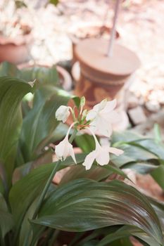 White Hippeastrum flower with green leaves, stock photo