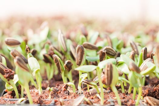 Sunflower seeds sprout in organic farm, stock photo