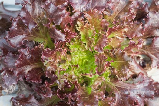 Red coral salad plant in organic farm, stock photo