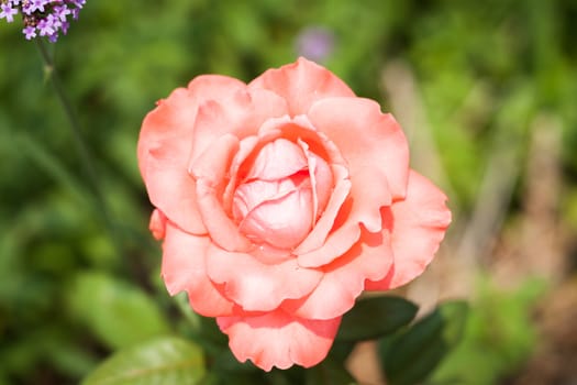 Close up orange rose with green leaves, stock photo