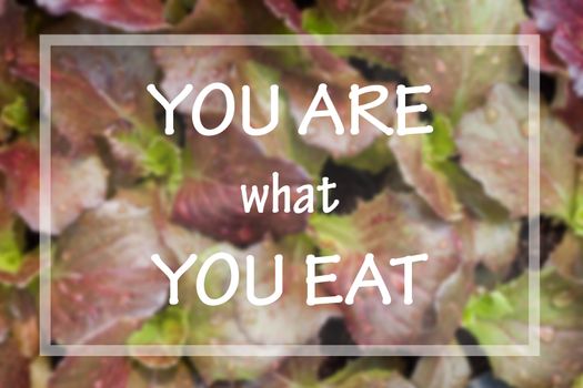 You are what you eat in spirational quote on vegetable background