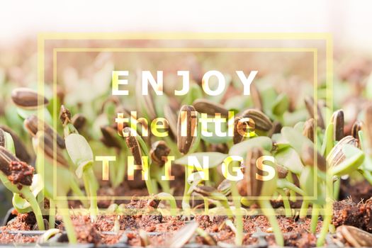 Enjoy the little things inspirational quote on nature background