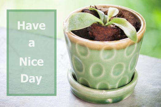 Have a nice day inspirational quote on green plant background