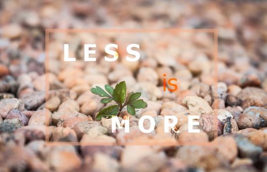 Less is more inspirational quote on little plant background