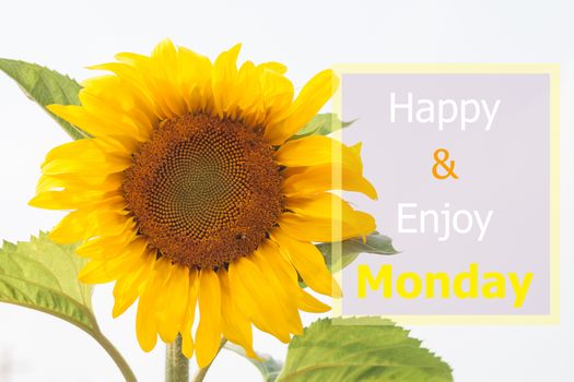 Happy and enjoy Monday inspirational quote on sunflower background