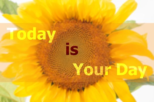 Today is your day inspirational quote on sunflower background