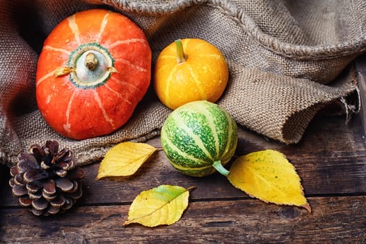 Decorative pumpkin,the symbol of autumn in rural style