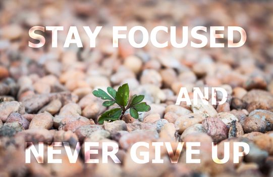 Stay focused and never give up inspirational quote on little plant background