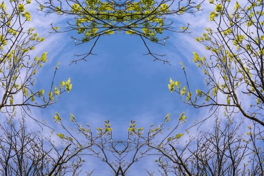 Surrounded by trees, looking at the blue sky low angle.