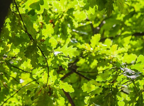 background of green oak leaves in sunlight.