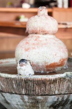 Close up of a young sparrow at fountain, stock photo