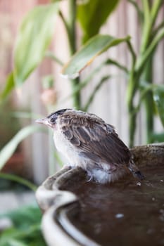 Close up of a young sparrow at fountain, stock photo