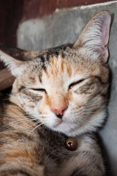 Siamese cat sleeping in home, stock photo