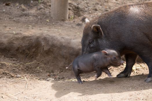 Pot bellied pig and piglet