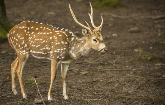 Profile image with a cute buck, from the  Axis deer specie, also known as Chital or spotted deer. Picture taken in Pforzheim, Germany.