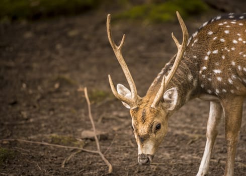 Great animal portrait, a deer buck with its beautiful symmetrical antlers. Picture taken in the Pforzheim Wild Park, Germany.