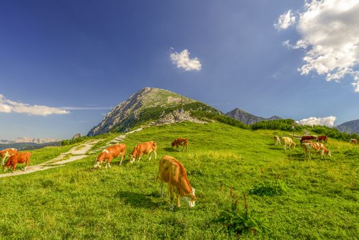 Cows grazing freely on a high altitude pasture, in the middle of the Bavarian Alps. The perfect recipe for a yummy milk is the mountain fresh air and this green grass.