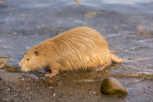 Orange Coypu profile image, how it just came out from the river Vltava, in Prague city, Czech Republic