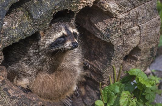 Close up image with a raccoon (scientific called Procyon lotor), view from the  side. Picture taken in the Pforzheim Wild Park, Germany.