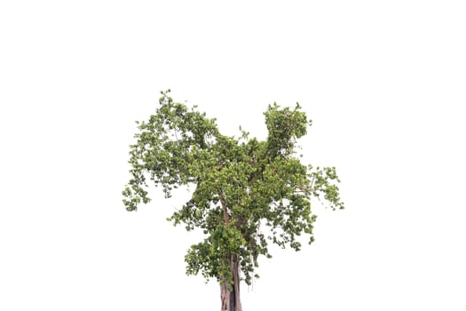 tree isolated on white background.