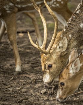 Close up with the head and antlers of a spotted deer buck, while it was  searching for food on the ground.