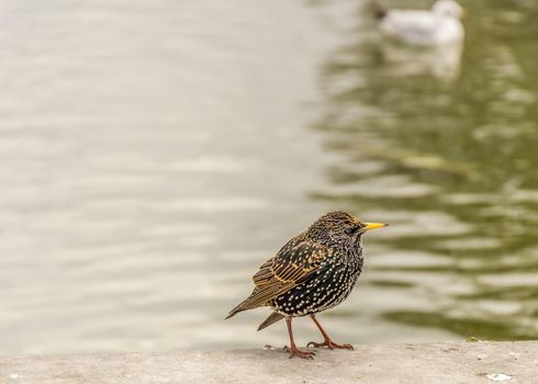 Image with a small bird and mottled plumage, the Common Starling, scientific called Sturnus Vulgaris.
