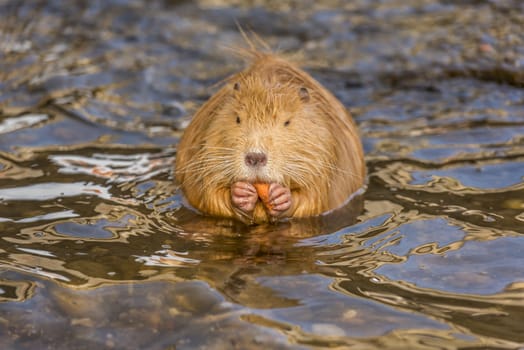 Portrait image with an orange Coypu (also called Nutria or river rat) eating carrot. Picture captured on the Vltava river bank, in Prague, Czech Republic.