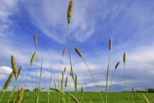 Landscape image with couple of Foxtail grass threads with the blue sky and green meadow as background
