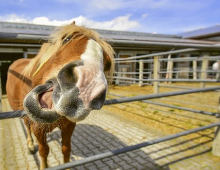 Close up image with funny horse which is snuggling at camera. People friendly animal!