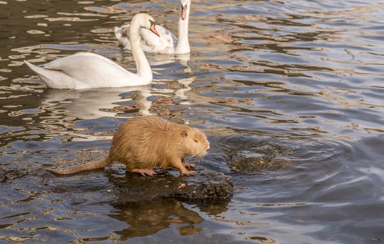 Image with a Coypu (or Nutria) staying on a rock in the middle of the water and a pair of swans swimming behind it. Picture taken on the Vltava river shore, in Prague, Czech Republic.