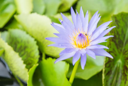 Violet lotus flower in pond.