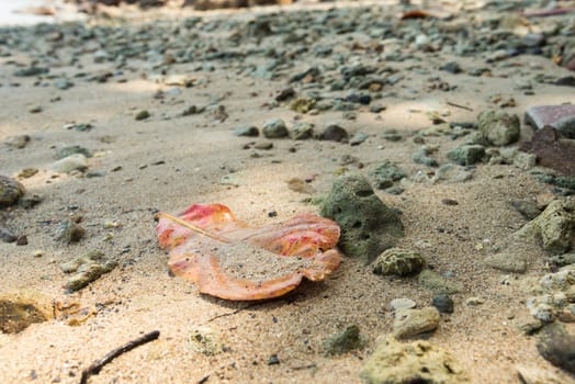 The dried leaves die in the coral reef.