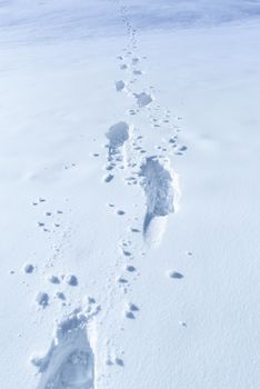 Elements of a rich winter, a thick layer of snow with footsteps in it. Perfect for a winter scene.